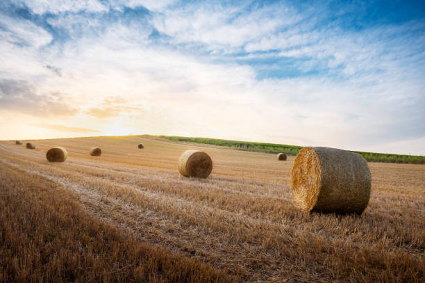 istock hay bales on field when sunset beautiful view 2165834512
