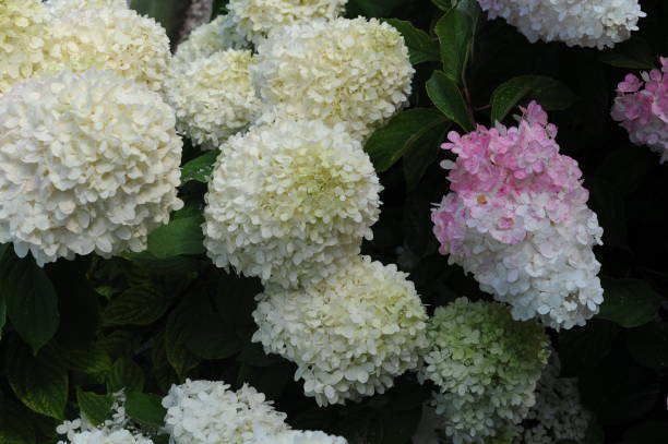 istock White flowers of Hydrangea paniculata or panicled hydrangea flowering plant in full bloom and blossom in summer with green leaves 2165834620