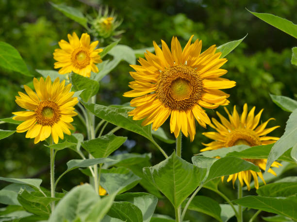 istock Sunflower flower in full bloom 2165835115