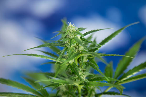 istock Marijuana plant, medical marijuana concept 2165835965