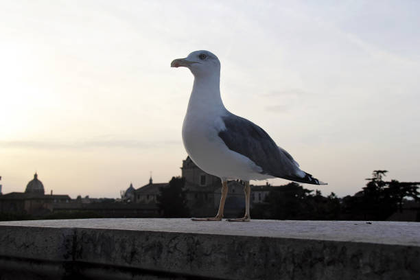 Seagull Bird In Rome, Italy