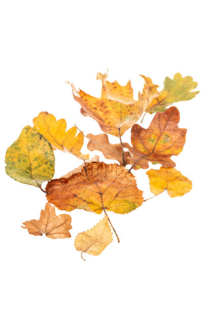 istock autumn leaves isolated on white background 2165836199