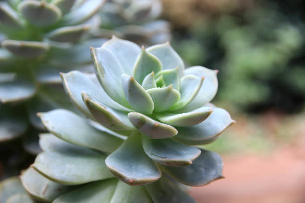 istock Small green cactus in a pot, beautiful, natural.Macro image.Selective focus. 2165838922
