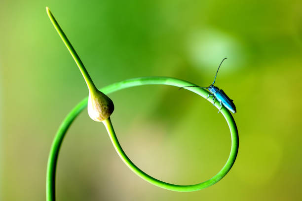 damselfly, Coenagrion mercuriale, preserving nature