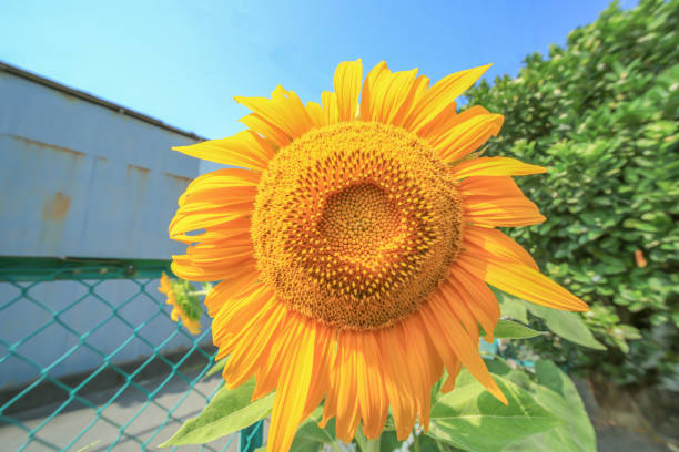 istock Beautiful sunflower with wide angle shoot. 2165845990