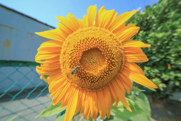 Beautiful sunflower with small bee