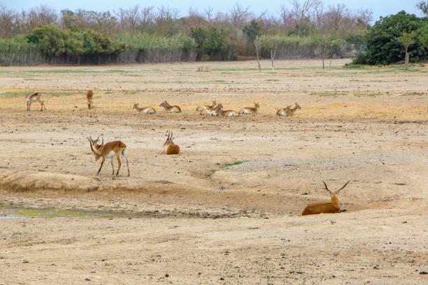 istock Herd of Antelopes on Dry Plains 2165847031
