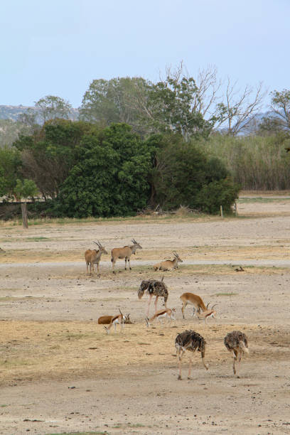 istock Grazing and Resting Animals on Arid Plains 2165847042