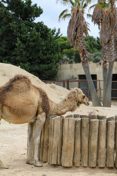 istock Camel Feeding at Wooden Structure in Sandy Enclosure 2165847046