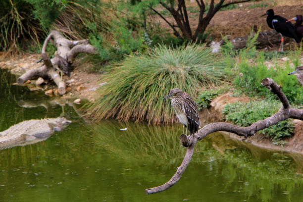 This image showcases a Black-crowned night heron perched gracefully on a curved branch, overlooking a calm, reflective pond. Surrounded by lush green vegetation, the heron blends into the peaceful atmosphere, embodying the essence of tranquility in its natural habitat. The composition highlights the bird's connection to its environment, offering a glimpse into the serene world of this majestic species.