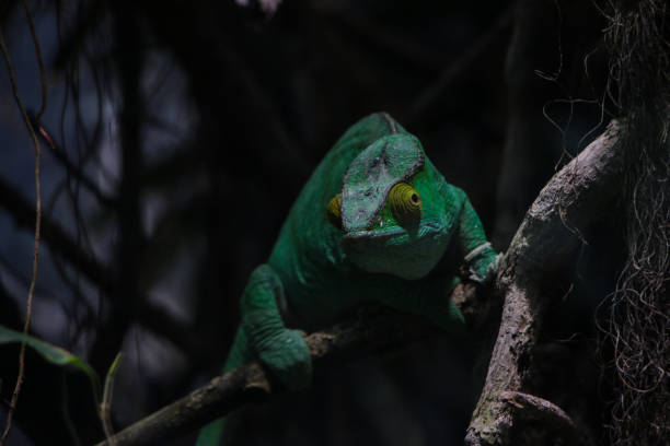 This image captures a chameleon in a shadowy environment, gripping a branch with its vibrant green skin standing out against the dark background. The photo highlights the chameleon's remarkable camouflage abilities and the intricate details of its textured skin, making it a perfect choice for wildlife and nature themes.