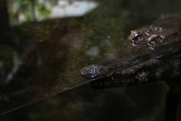 A crocodile lies in wait, with only its snout and a portion of its head breaking the surface of the water. The murky surroundings create an atmosphere of mystery and danger, as the crocodile’s presence is almost undetectable. The play of light on its rugged scales adds texture and depth to this image, highlighting the silent and stealthy nature of this apex predator in its aquatic environment.