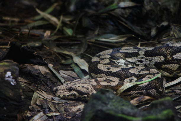 This image captures a snake coiled and camouflaged among the leaf litter on the forest floor. The snake's patterned scales blend perfectly with the earthy surroundings, showcasing its natural ability to remain hidden in plain sight. This close-up photograph highlights the snake's survival adaptations and intricate details, ideal for themes related to wildlife, nature, and animal behavior.