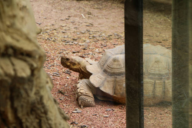 istock Resting Tortoise in Natural Habitat 2165847155