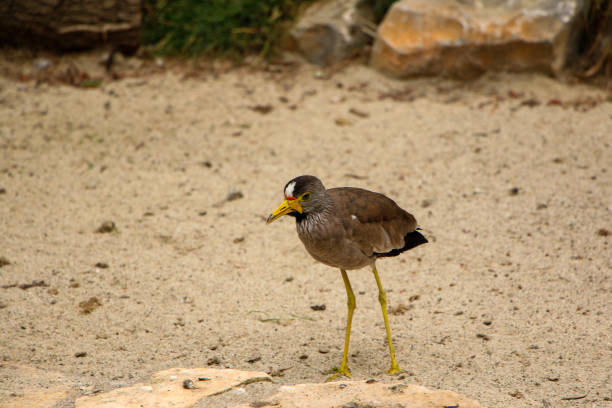 istock African Wattled Lapwing on Sandy Terrain 2165847239