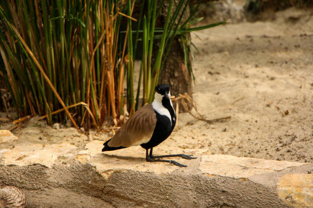 A bird with striking black, white, and brown plumage is captured standing on a stone ledge near tall grass. The natural setting emphasizes the delicate features and calm demeanor of the bird, creating a serene scene that highlights the harmony between wildlife and its environment. The detailed plumage and tranquil atmosphere make this image a captivating portrayal of avian life in its natural habitat.