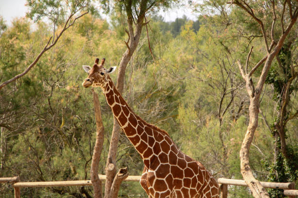 istock Giraffe Among Lush Greenery and Trees 2165847286