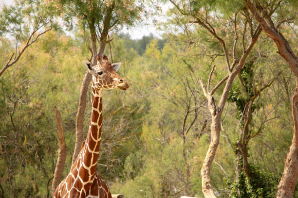 A giraffe stands gracefully amidst tall trees and lush greenery, its unique patterned fur illuminated by natural light. The serene expression on its face and the verdant backdrop highlight the elegance and majesty of this magnificent animal. This image captures the harmonious blend of wildlife and nature, emphasizing the giraffe's presence in its natural habitat.
