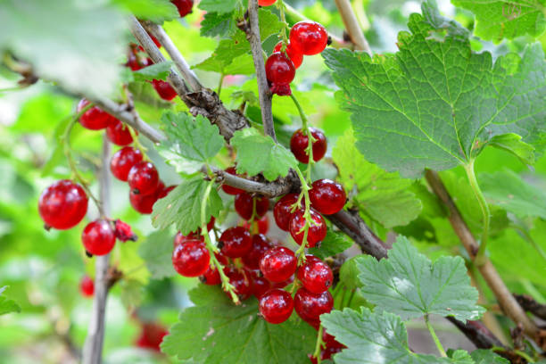 istock a red currant bush with red berries on it and a green leaf close up 2165847310
