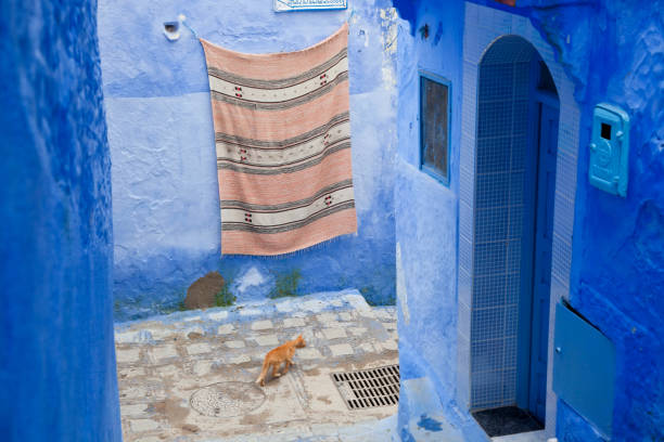 istock Cat in lane, Chefchaouen, Morocco 2165848363