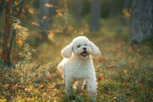 istock Autumn Stroll with a Poodle 2165849354
