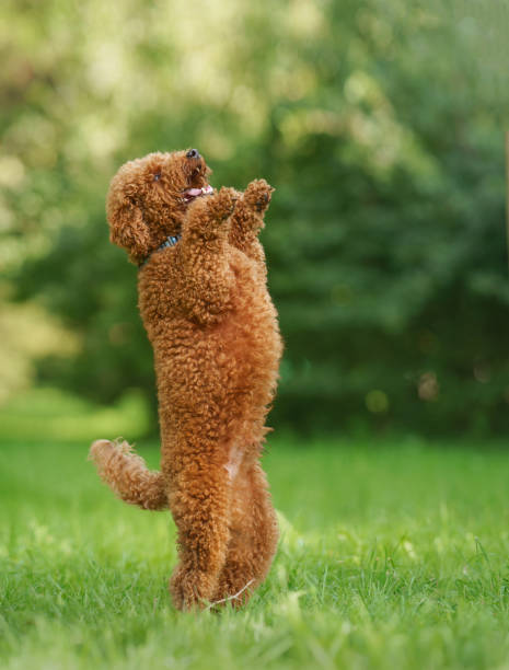 istock Playful Poodle dog Performing in the Park 2165849378