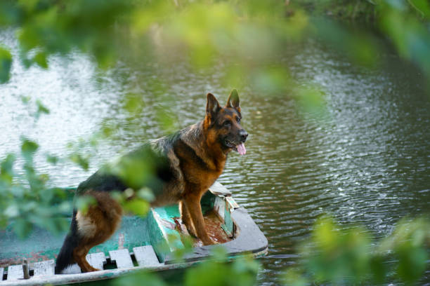 Photo of a young boy and his dog swimming together in the lake.