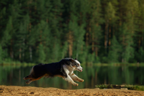 An Australian Shepherd dog r by a serene lake, its reflection mirroring on the water surface. The tranquil scene evokes a sense of peaceful companionship.