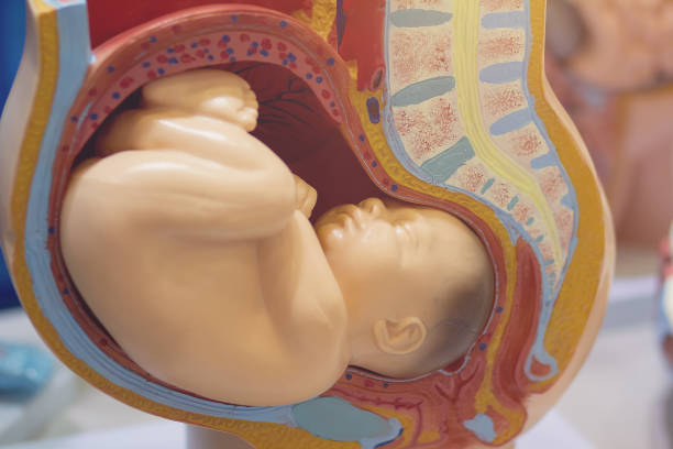 istock Mockup baby fetus close-up 2165850431