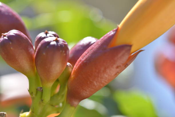 A stunning macro photo capturing the intricate details and vibrant colors of the Trumpet vine (Campsis radicans) flower, showcasing its natural beauty and delicate structure.