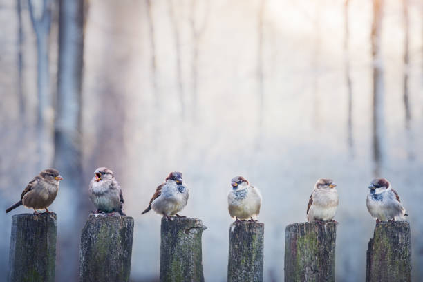 istock Sparrows in a row on wooden fence 2165851656
