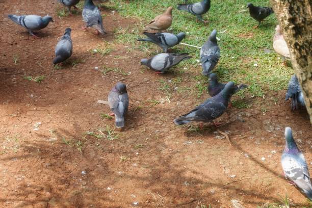 a flock of pigeons