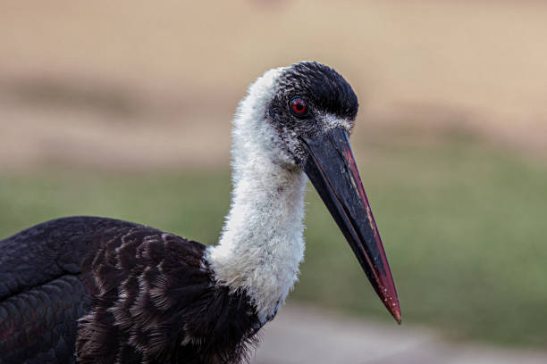 istock Woolly Necked Stork 2165852307