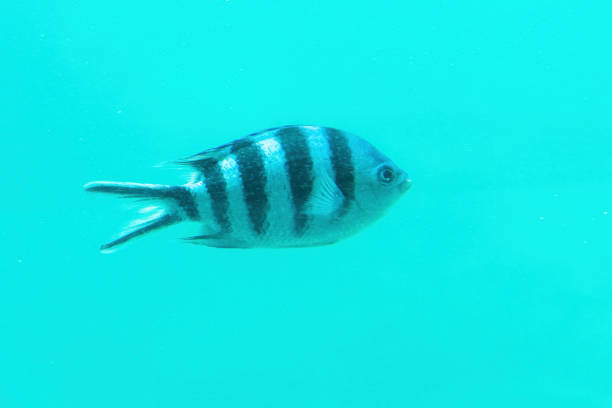 Serranus Scriba fish, also known as the Comber, swims through the clear turquoise waters of the ocean. Wild animals theme