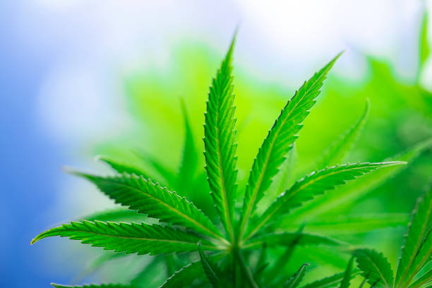 istock Cannabis leaf and marijuana plant. medical marijuana 2165852616