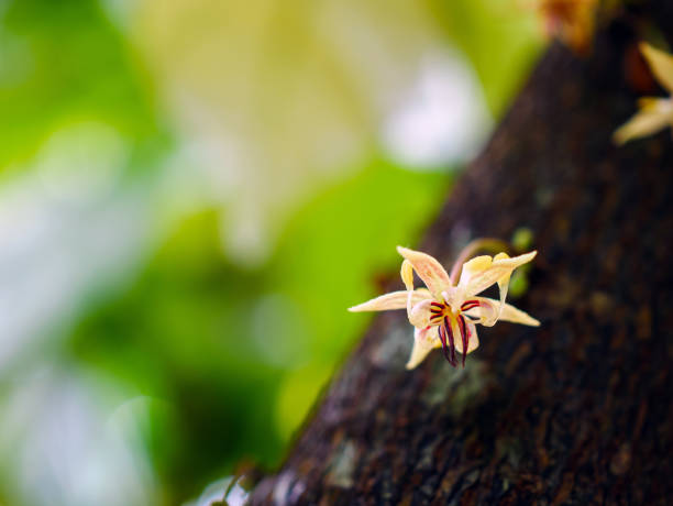 istock Cocoa flowers (Theobroma cacao) on growing tree trunk close-up ,Cacao flowers on cocoa tree, macro 2165853052