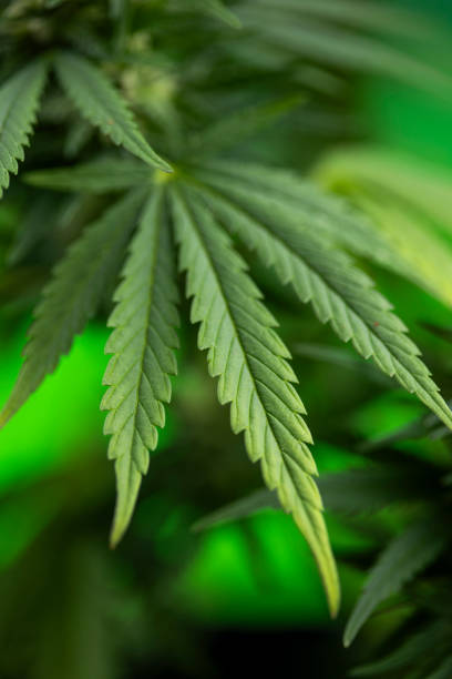 istock Marijuana plant, medical marijuana concept 2165853924