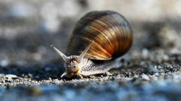 istock Snail on gravel 2165855016