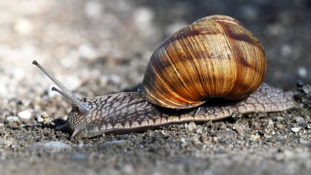 istock Snail on gravel 2165855017