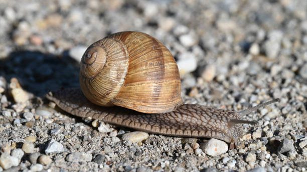 istock Snail on gravel 2165855021