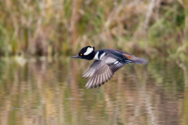 Hooded Merganser