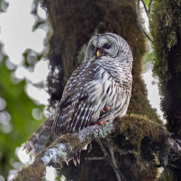 istock Barred Owl - Adult 2165855120