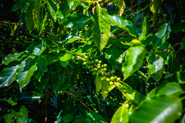 High-quality image of green coffee cherries growing on the coffee tree. The photo highlights the fresh, vibrant look of the unripe cherries amidst the lush green foliage, showcasing the early stage of coffee development. Ideal for illustrating coffee cultivation, agricultural processes, and the natural beauty of coffee farming.