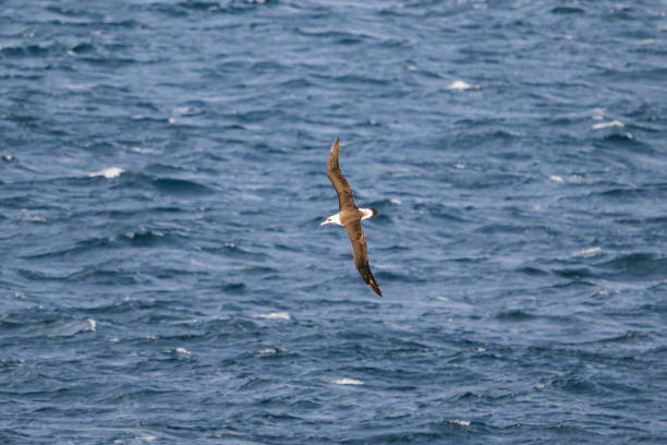 Laysan albatross