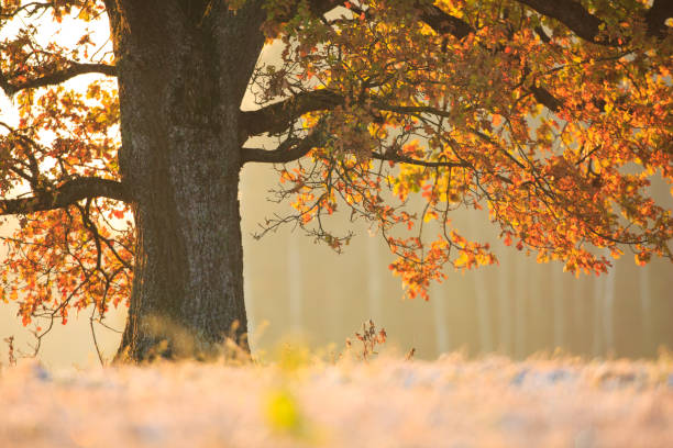 View to backlit old oak tree stem and autumn colored leaves