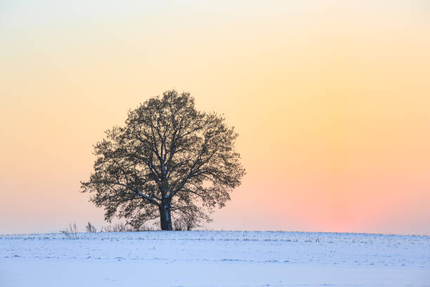 istock Lonely oaktree in winter, beutiful clean sunset colored background 2165857404