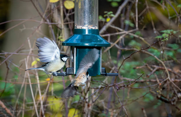 Great Tits on a bird feeder in a Nature Reserve.