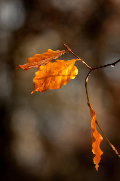 istock Autumnal beech leaves in a Nature Reserve 2165857962