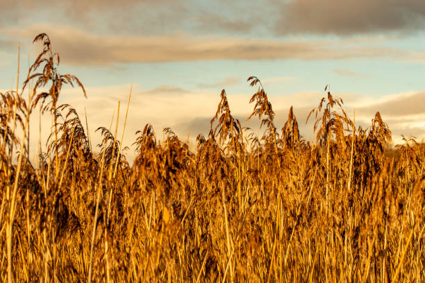 Golden hour over a reedbed in a Nature Reserve.