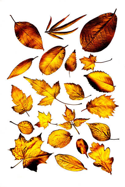 istock Collection of different golden leaves 2165861540